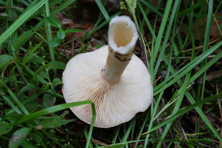 Млечник неедкий гриб