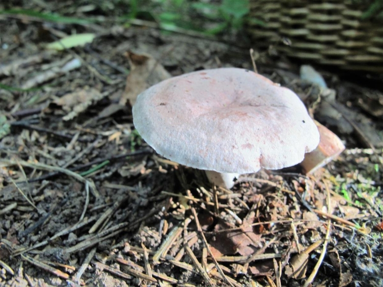 Серушка гриб Lactarius flexuosus