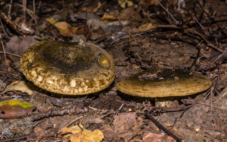 Серушка гриб Lactarius flexuosus