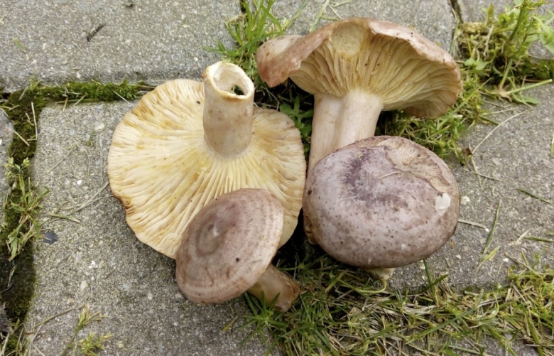 Lactarius flexuosus серушка