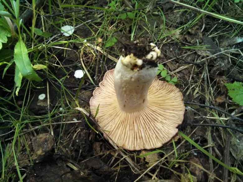 Млечник обыкновенный Гладыш