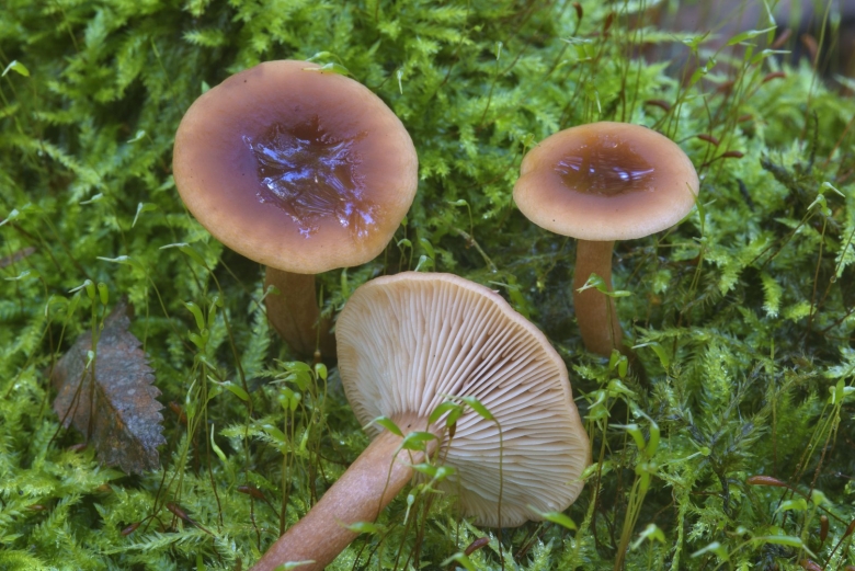 Гладыш млечник обыкновенный Lactarius trivialis