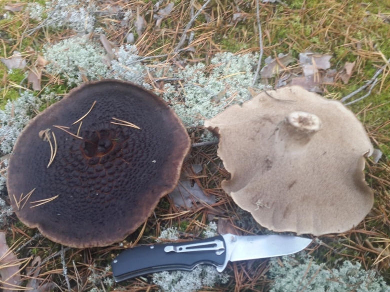 Млечник бертиллона