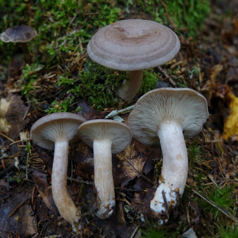 Гриб млечник белый