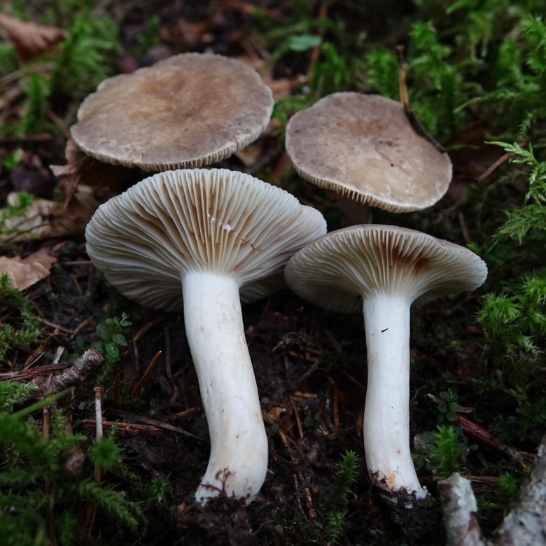 Гриб зональный млечник