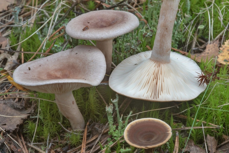 Млечник серо розовый lactarius helvus