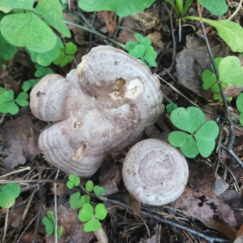 Грибы серушки соленые