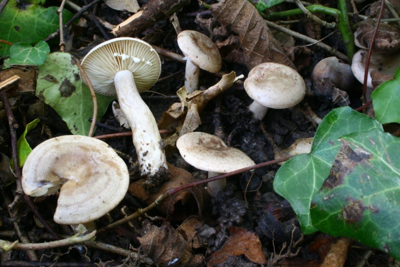 Серушка гриб Lactarius flexuosus