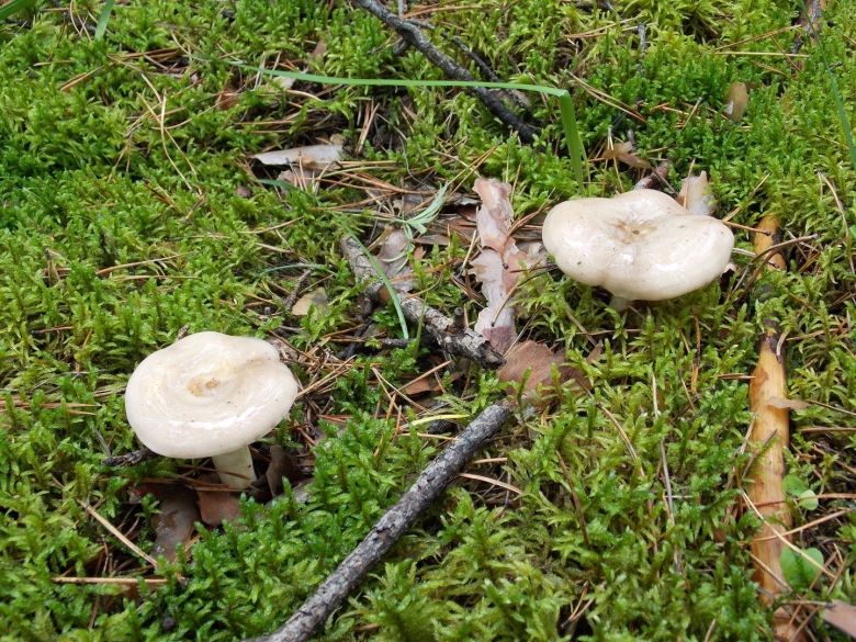 Серушки грибы съедобные