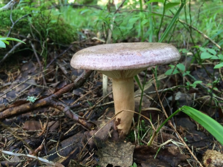 Млечник гриб серушка