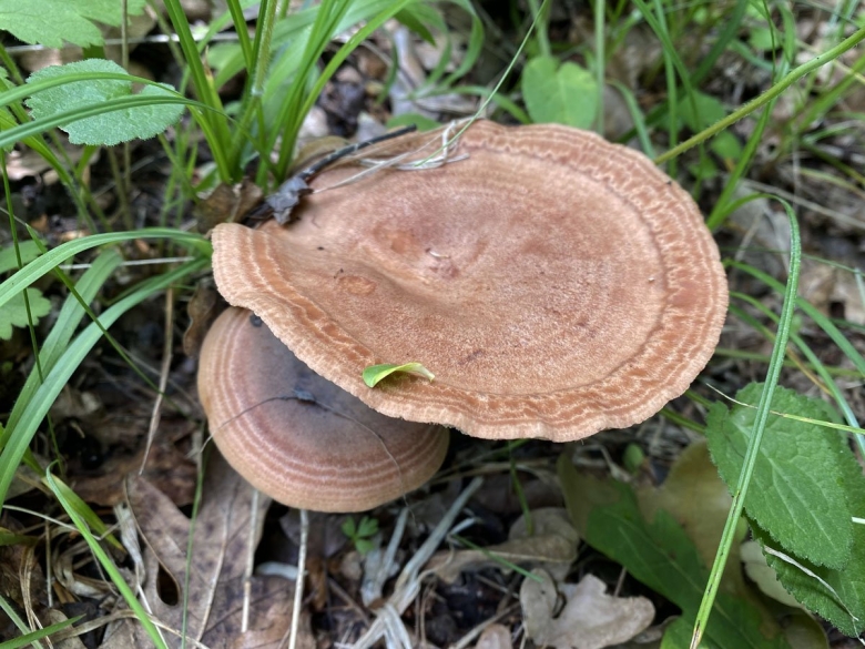 Млечник обыкновенный