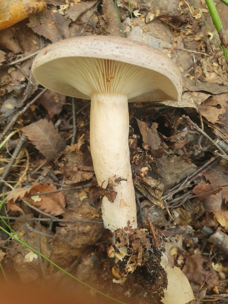 Млечник обыкновенный гладыш