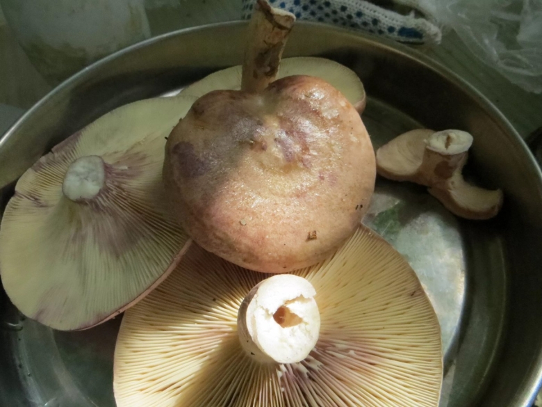 Млечник гриб гладыш