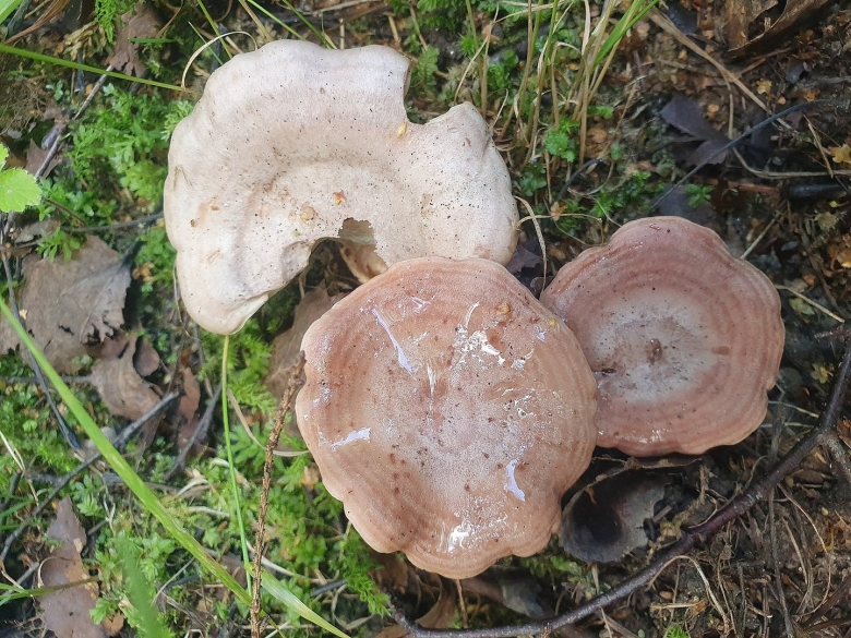 Рыба серушка фото