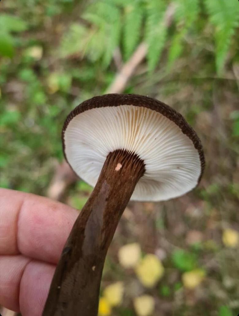 Млечник древесинный грибы