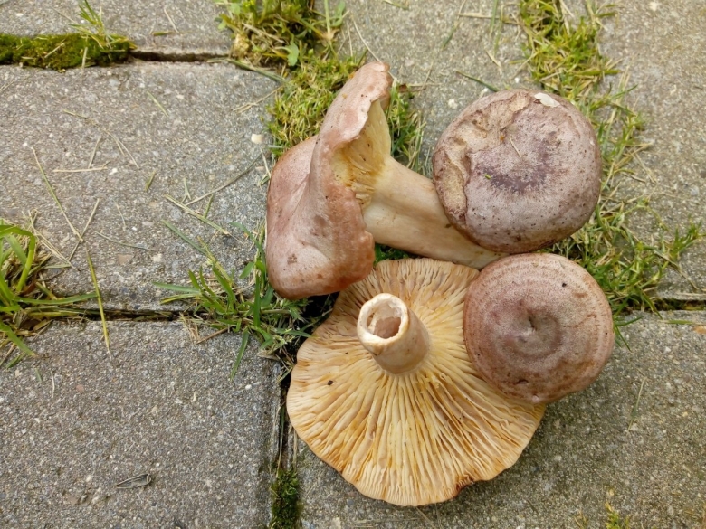 Lactarius flexuosus серушка