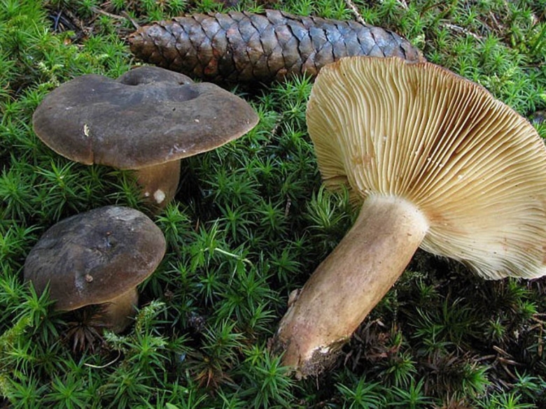 Млечник гриб Гладыш