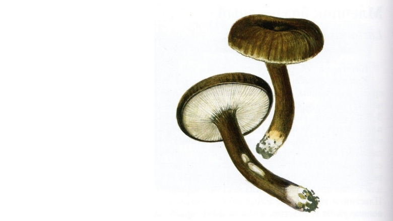 Млечник древесинный грибы