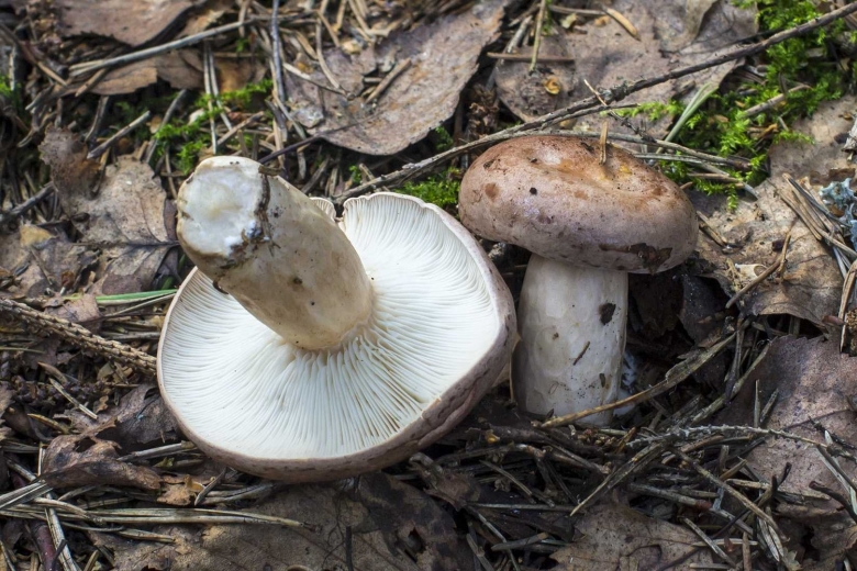 Серушка съедобные грибы