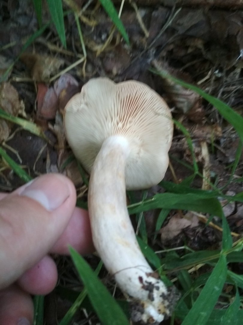 Млечник блеклый грибы