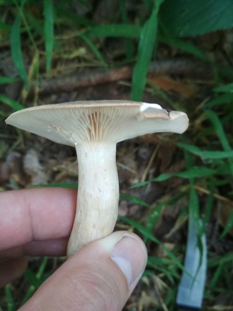 Млечник гриб