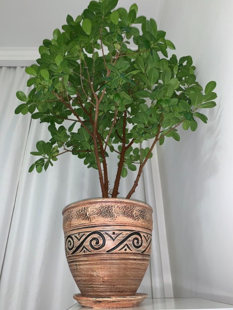 Дерево счастья комнатное