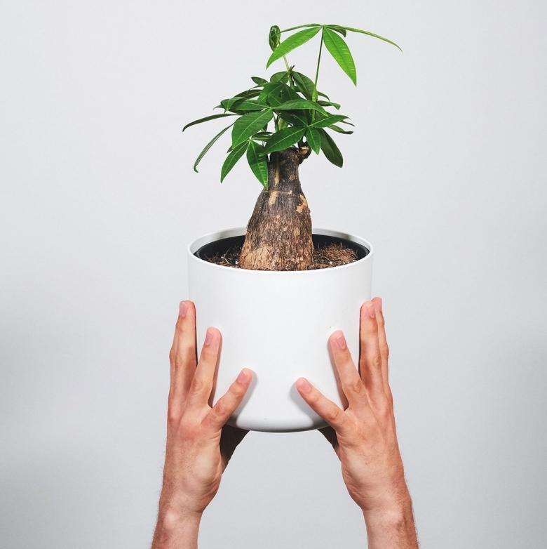 Дерево счастья пахира растение комнатное