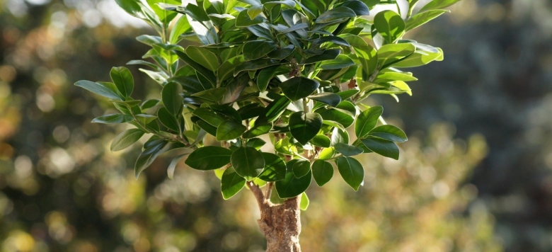 Домашнее растение с переплетающимся стволом