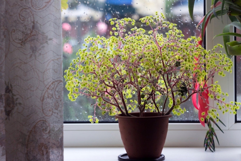 Дерево счастья аихризон