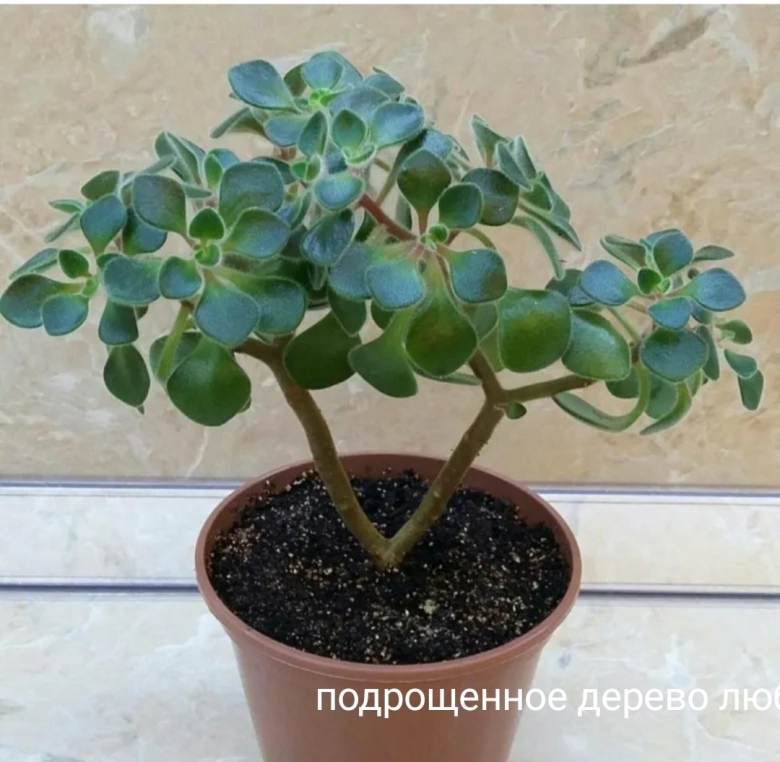 Аихризон дерево любви