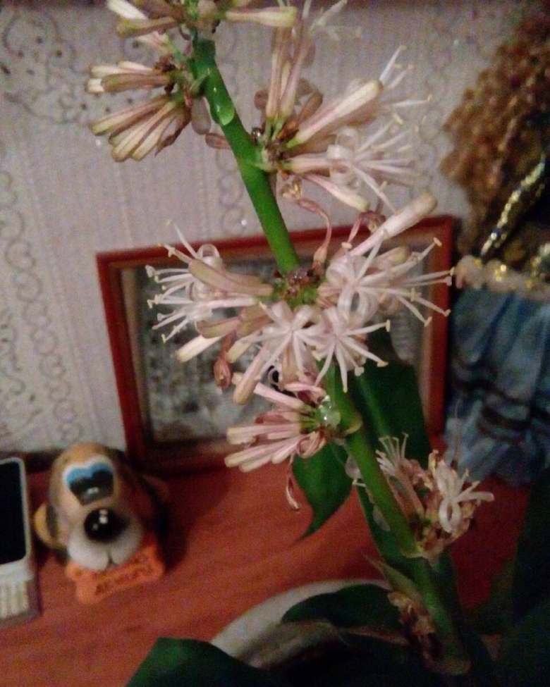 Драцена душистая дерево счастья