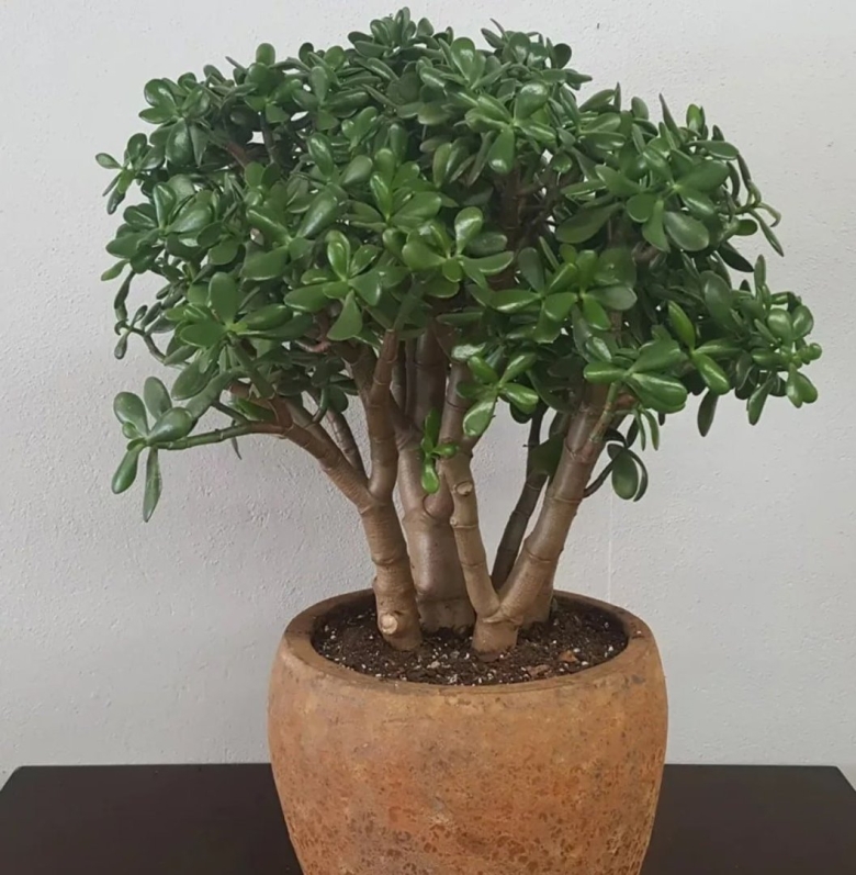 Толстянка денежное дерево