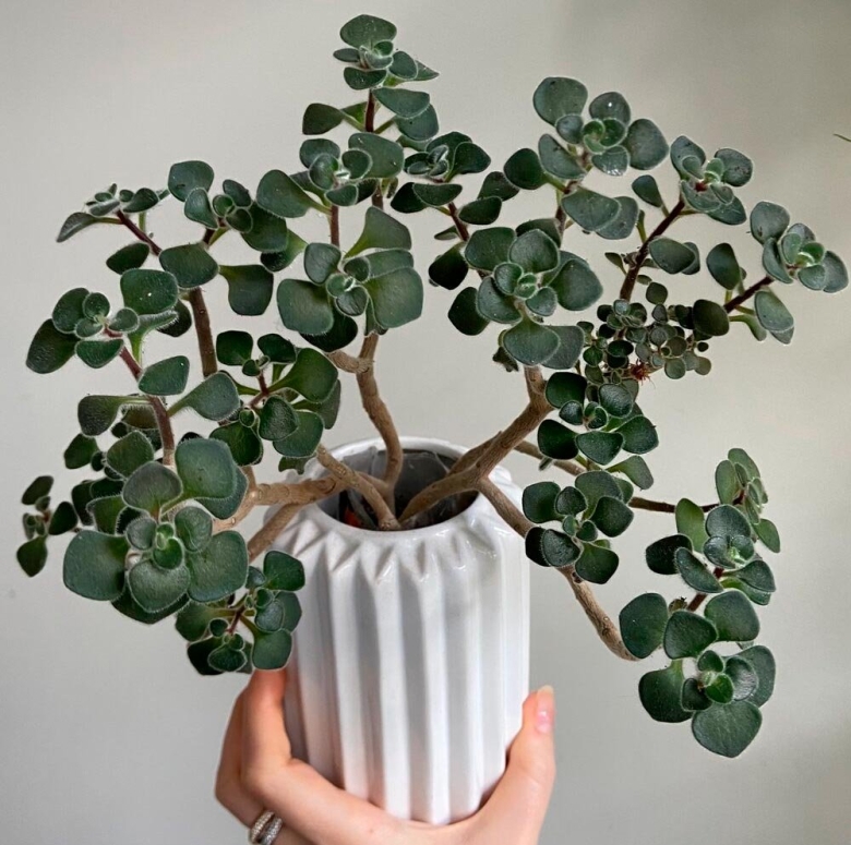 Толстянка аихризон