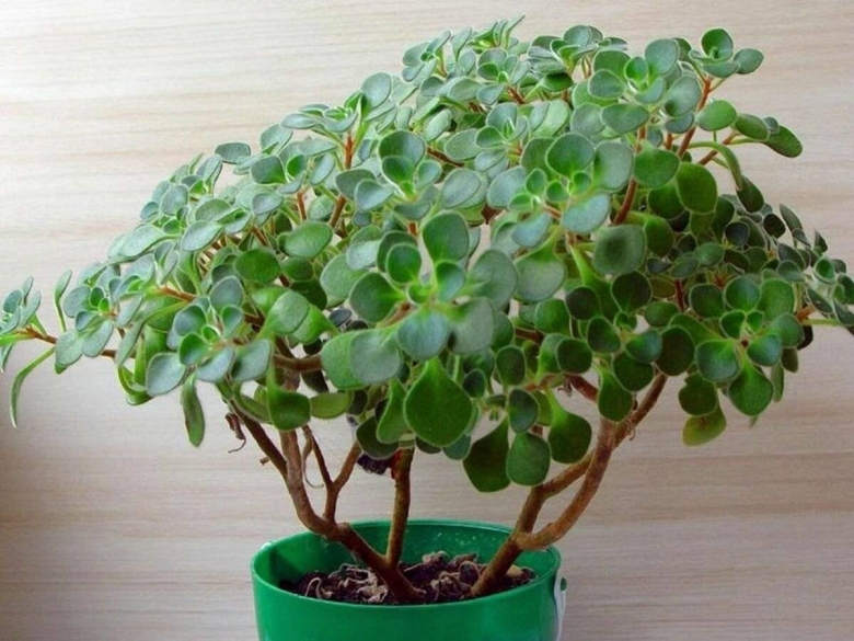 Аихризон дерево любви