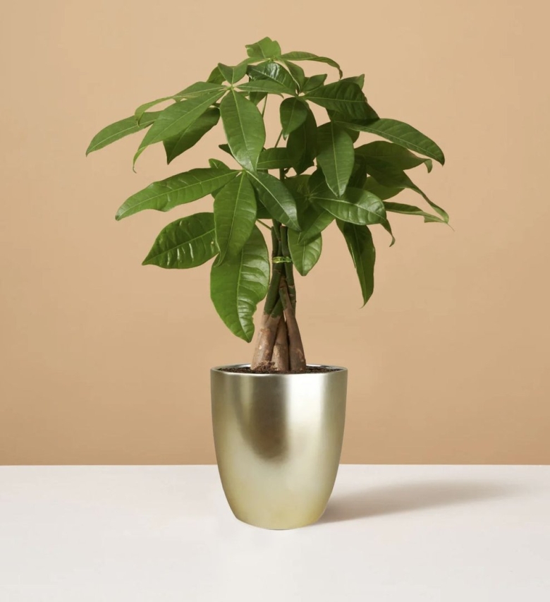 Пахира акватика цветок