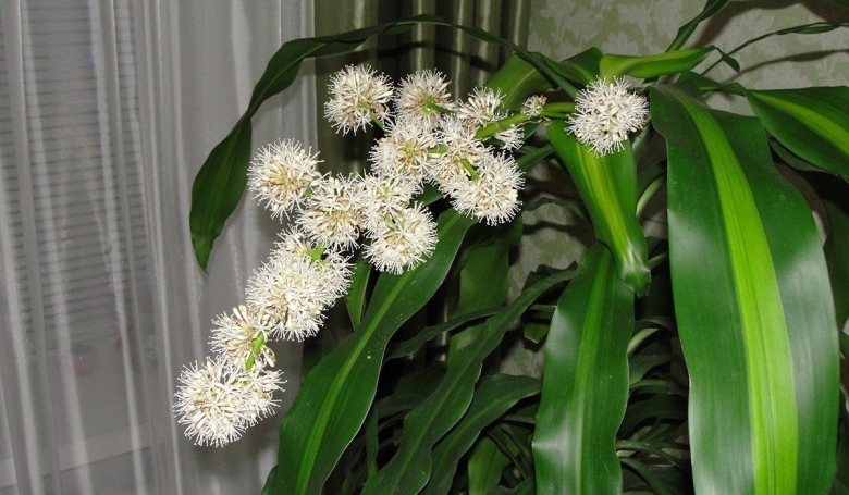 Драцена душистая