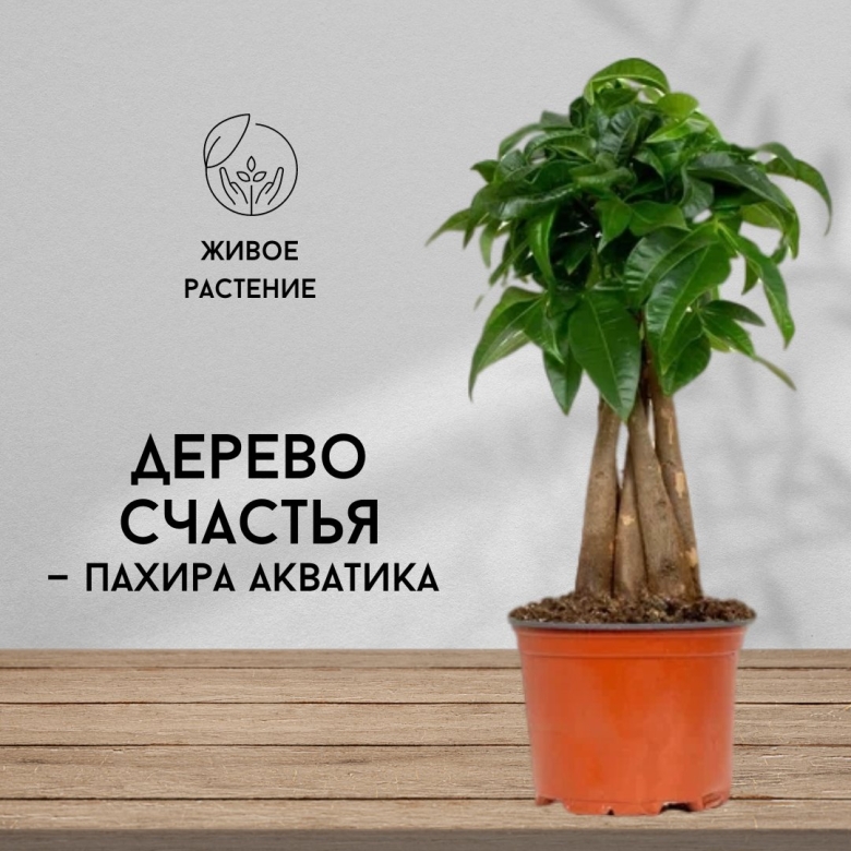 Пахира Акватика дерево счастья