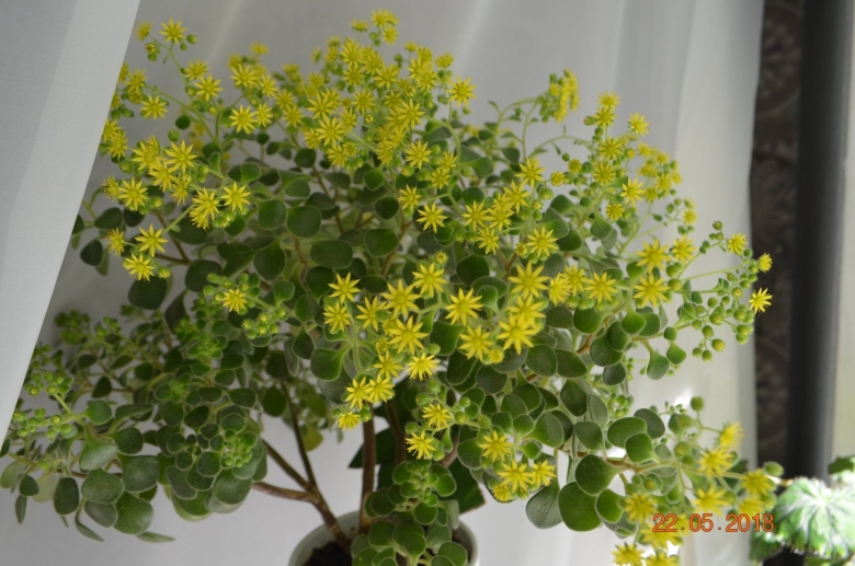 Аихризон цветок