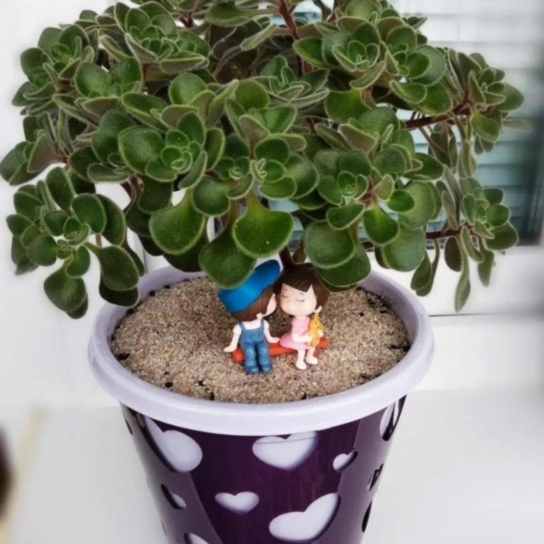 Цветок аихризон дерево