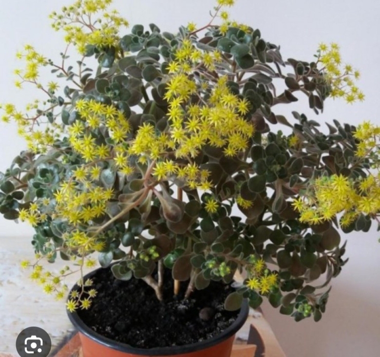 Аихризон суккулент