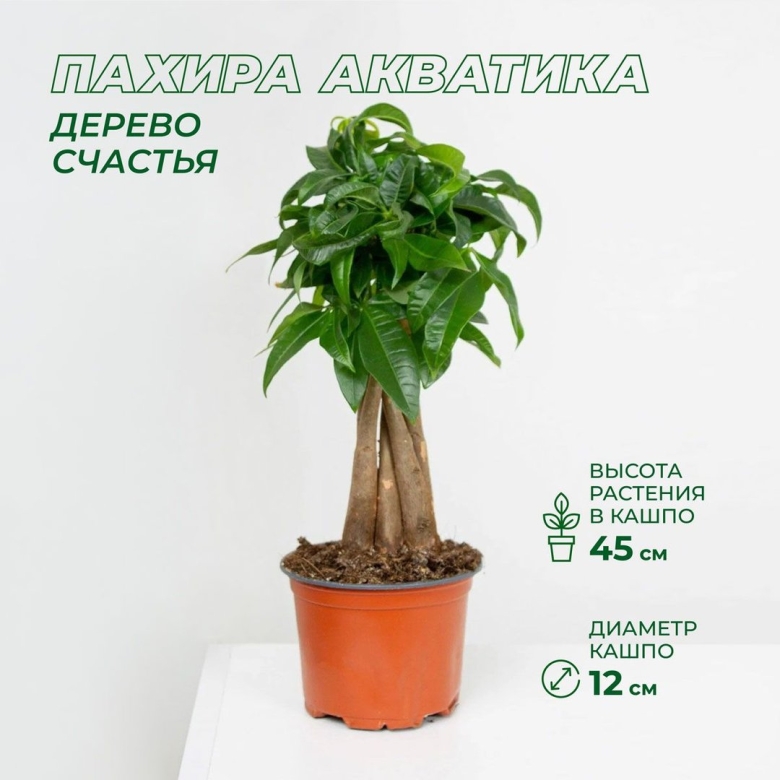Пахира акватика