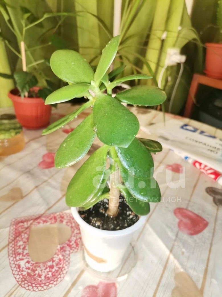 Толстянка денежное дерево отросток