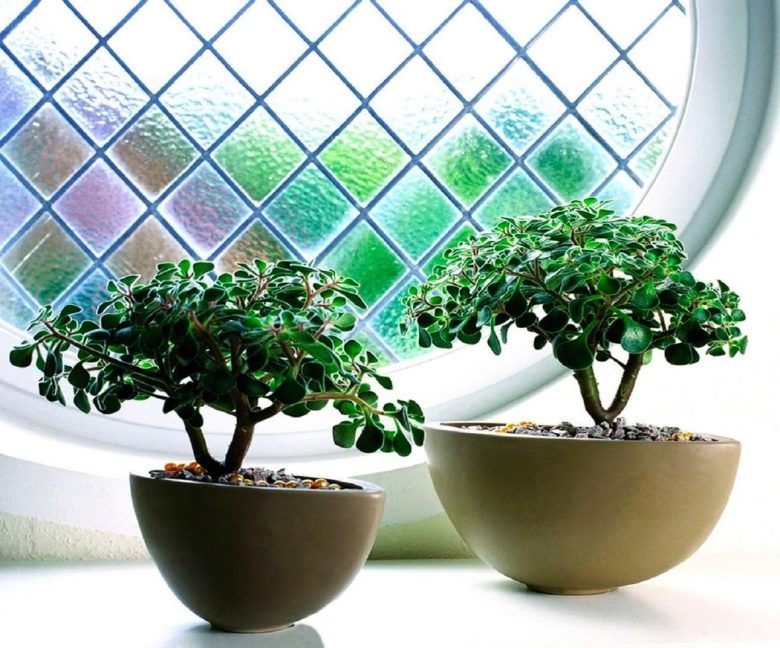 Толстянка аихризон