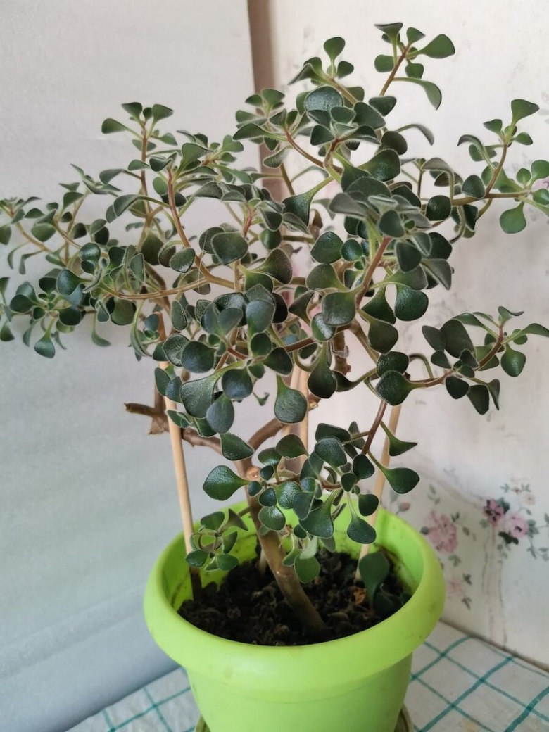 Толстянка аихризон