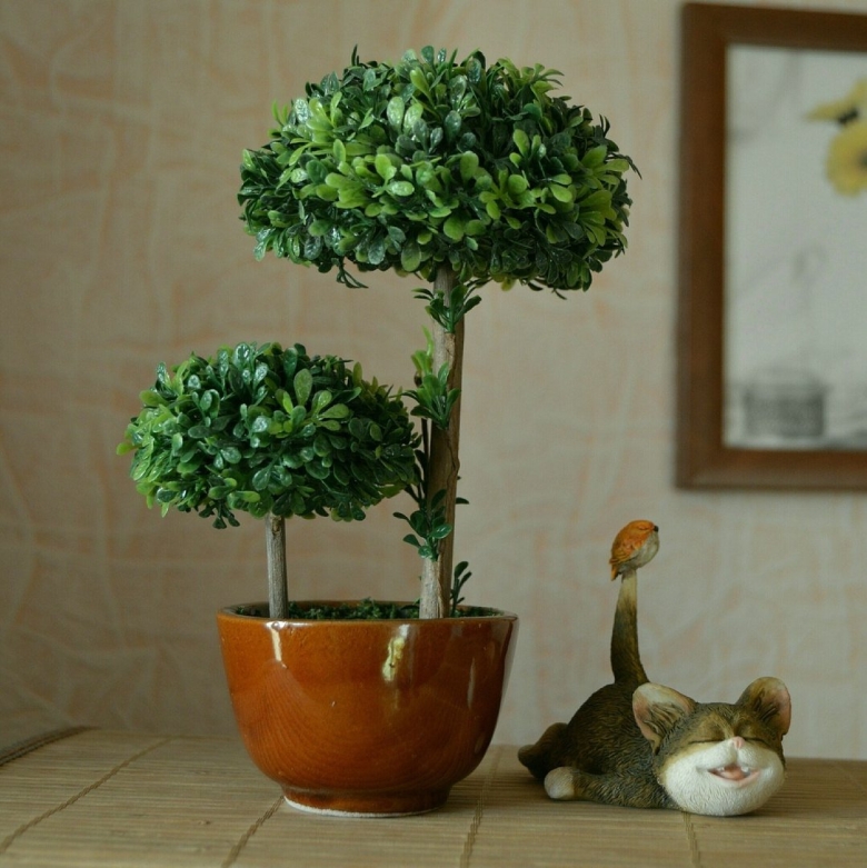 Домашний цветок дерево счастья