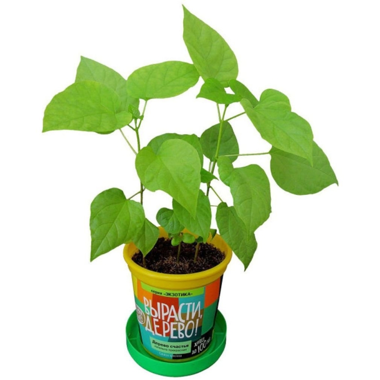 Дерево счастья катальпа прекрасная