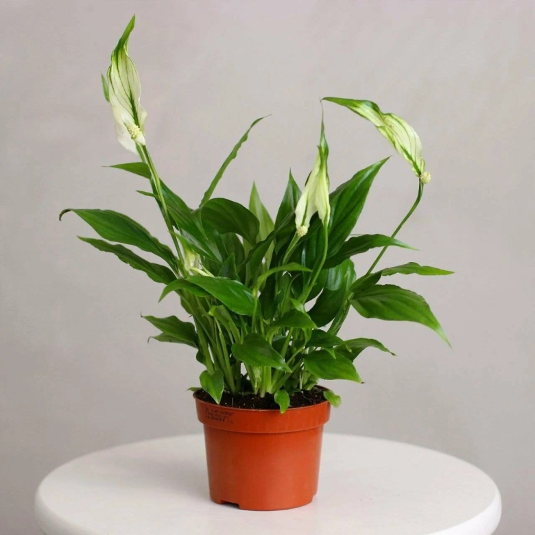 Спатифиллум комнатное растение