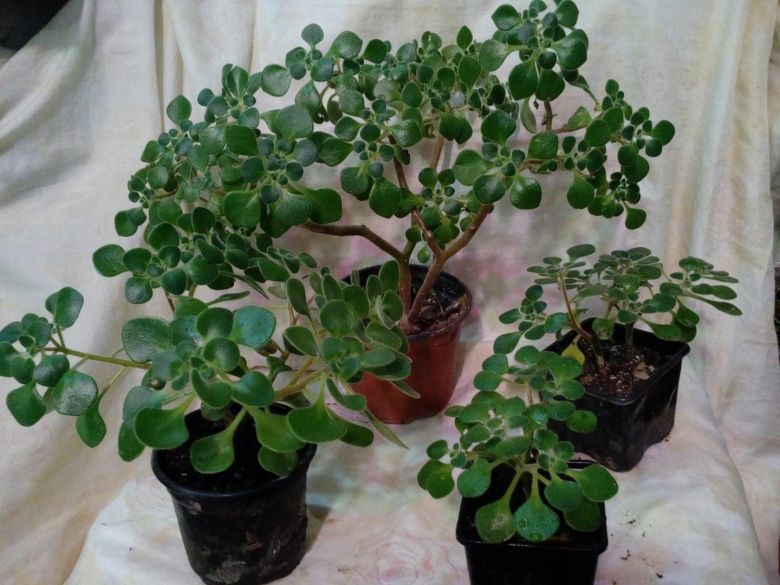 Толстянка аихризон