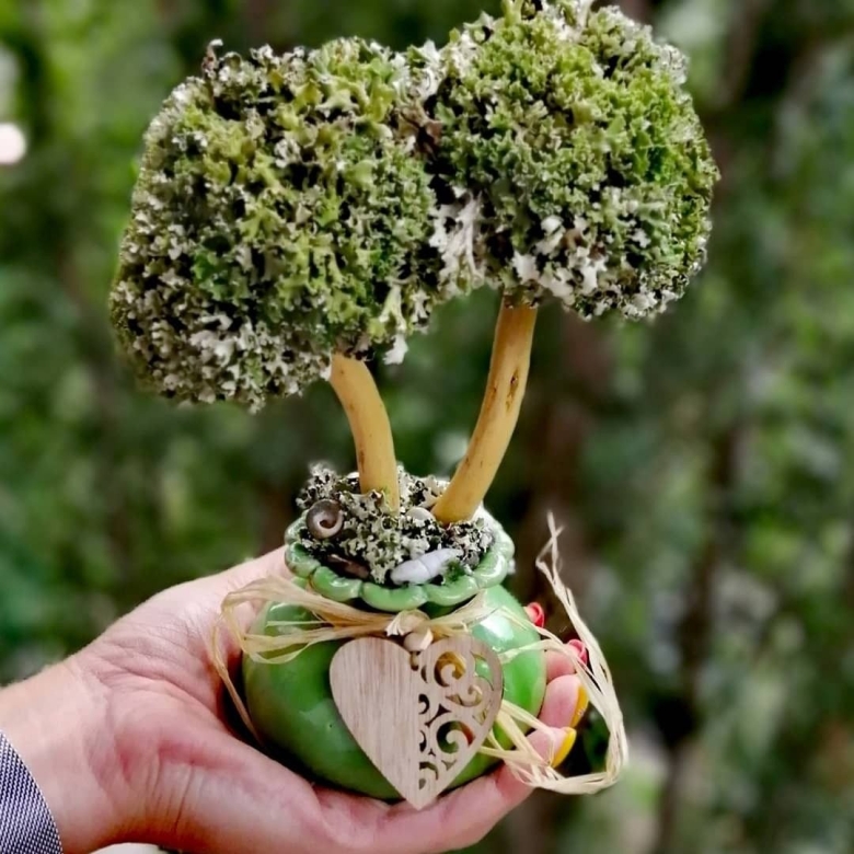 Живое дерево из исландского мха цетрария