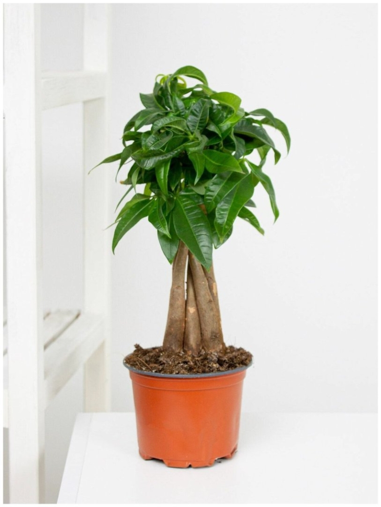 Пахира Акватика дерево счастья